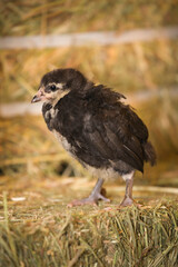 Black Americana chick standing on a hay bale. 