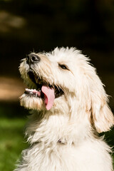 Issaquah, Washington State, USA. Five month old Goldendoodle puppy panting after lots of playtime. 