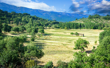 Naklejka premium Panoramic mountain valley landscape, golden hay meadow fields and green trees, rural countryside scenery under blue sky