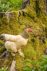 Issaquah, Washington State, USA. Free-range Buff Brahma hen walking around the base of a large moss-covered tree stump. 