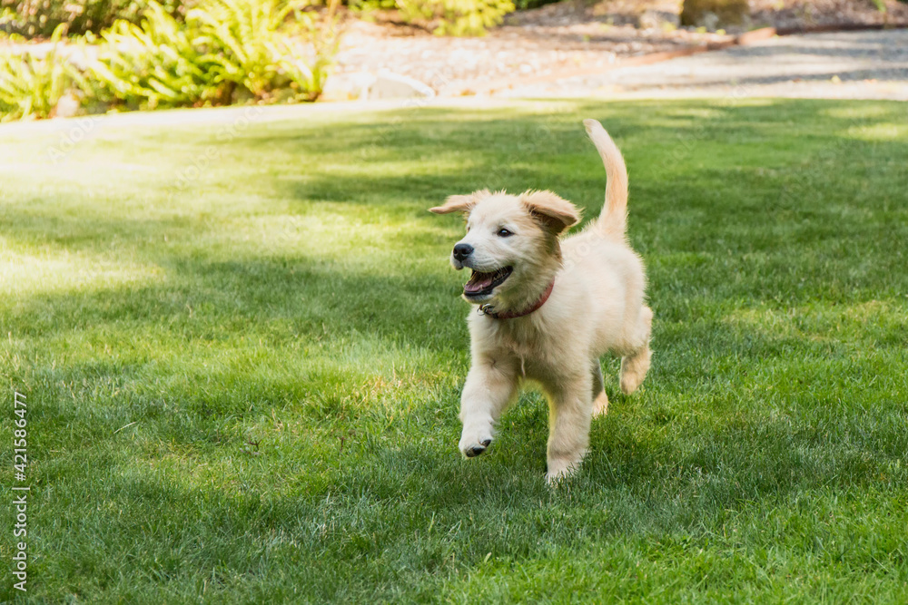 Sticker issaquah, washington state, usa. golden retriever puppy running in his yard.