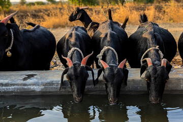 view of three goats drinking water in the evening