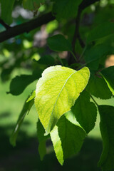 The foliage of a young apple tree in the rays of the setting sun on a warm spring bright sunny day