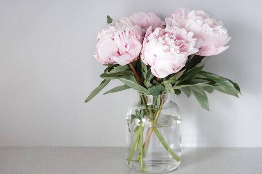 pink white peonies in vase. Minimalism in the interior. Isolated.