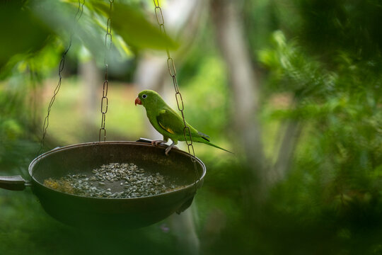 parakeet perched on plate with seeds on tree