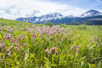 Old Man's Whiskers wildflowers in a field and mountain background