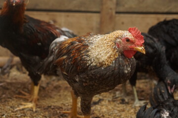 Free-range chickens raised in cages. The poultry industry is currently a promising commodity. Chicken meat can be processed into various foods
