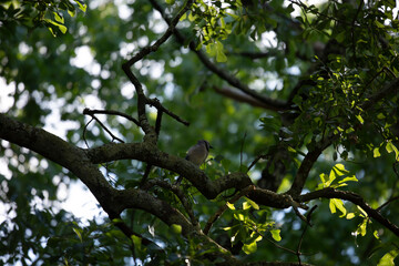 Blue Jay on a Branch