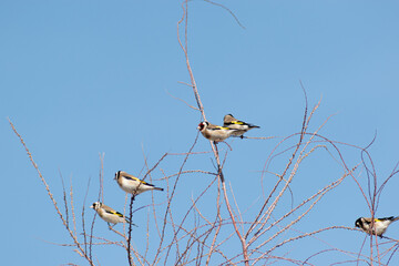 wild birds goldfinch in the treetop (carduelis carduelis)