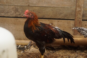 Free-range chickens raised in cages. The poultry industry is currently a promising commodity. Chicken meat can be processed into various foods