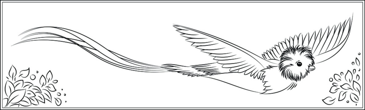 Black and white bird, line, quetzal, exotic bird, animal, cute carton.