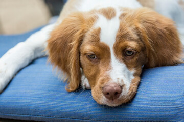 Issaquah, Washington State, USA. Close-up of a two month old Brittany Spaniel reclining on a patio chair. 