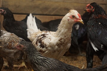 Free-range chickens raised in cages. The poultry industry is currently a promising commodity. Chicken meat can be processed into various foods