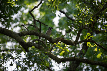 Blue Jay on a Branch