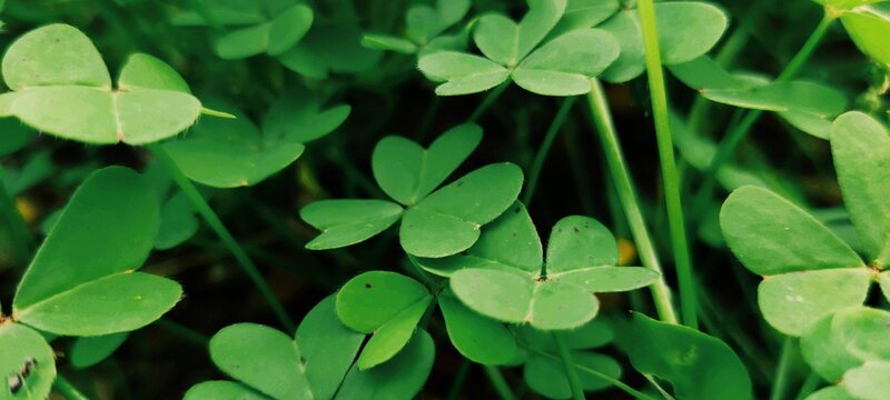 V&aacute;rios trevos de tr&ecirc;s folhas.