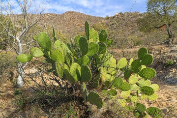 Green flat rounded stalks of cacti and mesquite tree branches in the Sonoran Desert. Moctezuma,...