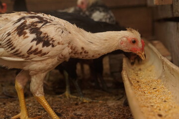 Free-range chickens raised in cages. The poultry industry is currently a promising commodity. Chicken meat can be processed into various foods