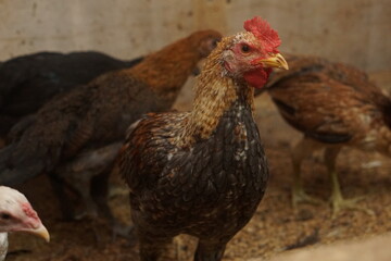 Free-range chickens raised in cages. The poultry industry is currently a promising commodity. Chicken meat can be processed into various foods