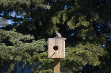 Male House Sparrow (Passer domesticus) on a Birdhouse