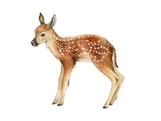 Small deer. Beautiful fawn image. Watercolor bambi illustration. Wild young deer animal with white spots. Forest and park wildlife animal. Cute fawn on white background.