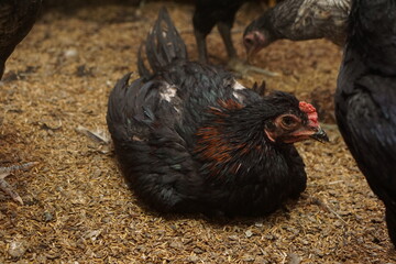 Free-range chickens raised in cages. The poultry industry is currently a promising commodity. Chicken meat can be processed into various foods