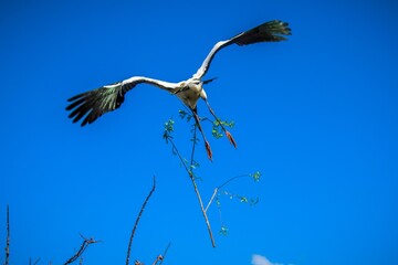 Wood stork carries stick to nest in flight.