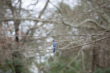 Blue Jay
