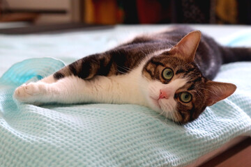 Cute tabby cat sleeping on a pillow. Selective focus.