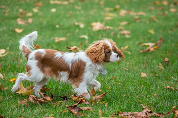 Issaquah, Washington State, USA. Six month old Cavalier King Charles Spaniel puppy playing outside on an Autumn day. 