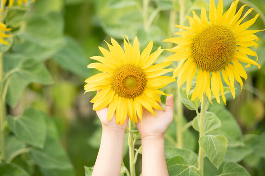sunny beautiful picture of sunflower in female hands,plant growing up among another sunflowers. daylight in morning or evening. big yellow sunflowers field. female hands touching flower. Harvest time