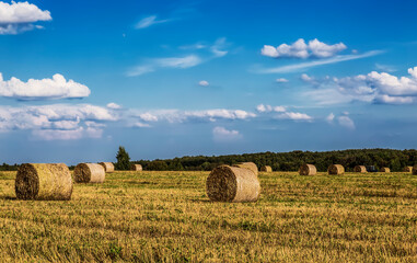 Straw hay bales dry on farmer field in the summer