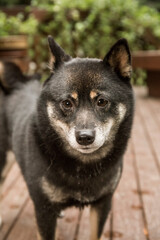 Issaquah, Washington State, USA. Portrait of a three year old Shiba Innu posing on a wooden deck. 