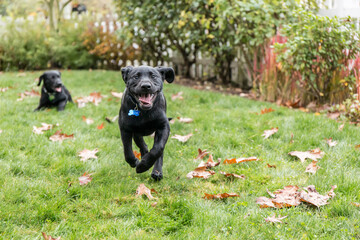 Bellevue, Washington State, USA. Three month old black Labrador Retriever puppy eagerly running...