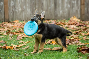 Issaquah, Washington State, USA. Three month old German Shepherd playing with a frisbee. 