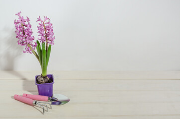 Pink hyacinths on white wooden background with garden tools with copy space