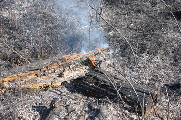 Burning wood around charred ground after a forest fire. Charred forest after a hot fire. global warming - climate change