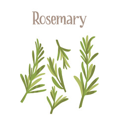 Spicy herbs for cooking. Fresh rosemary. Healthy nutrition product.