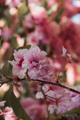 Fototapeta na wymiar Blooming sakura in spring. 