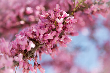 Delicate bright white and pink flowering trees in the garden against the blue sky on a sunny spring day