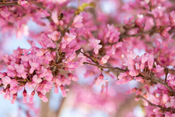 Delicate bright white and pink flowering trees in the garden against the blue sky on a sunny spring day