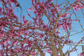 Delicate bright white and pink flowering trees in the garden against the blue sky on a sunny spring day