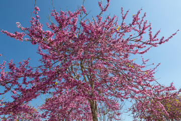 Delicate bright white and pink flowering trees in the garden against the blue sky on a sunny spring day