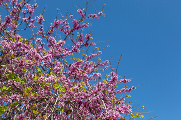 Obraz na płótnie Canvas Delicate bright white and pink flowering trees in the garden against the blue sky on a sunny spring day