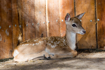 Young Persian fallow deer fawn is resting