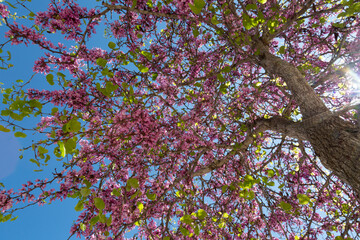 Delicate bright white and pink flowering trees in the garden against the blue sky on a sunny spring day