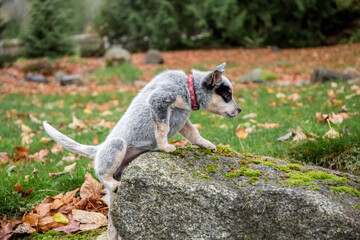 Issaquah, Washington State, USA. Ten week old Australian Cattledog puppy struggling to climb on top of a rock. 