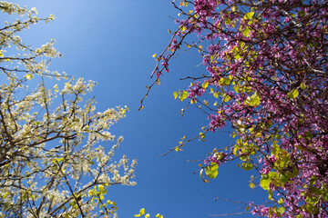 Delicate bright white and pink flowering trees in the garden against the blue sky on a sunny spring day