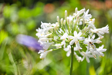 アガパンサスの白花とミツバチ