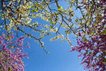 Delicate bright white and pink flowering trees in the garden against the blue sky on a sunny spring day
