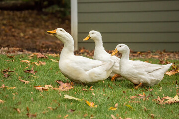 Issaquah, Washington State, USA. Three free-ranging domestic Pekin ducks strolling through the yard and eating as they go. 